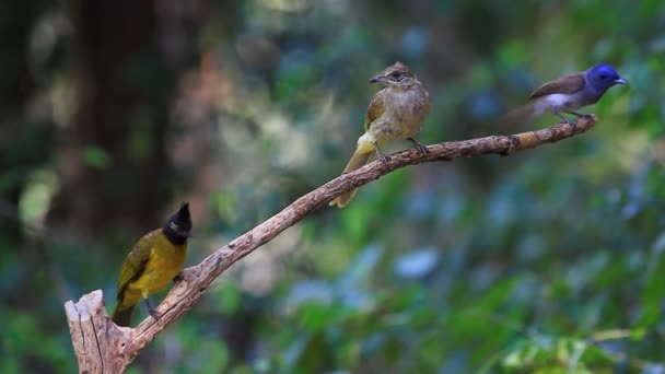 Zwart-naped Monarch in de natuur — Stockvideo