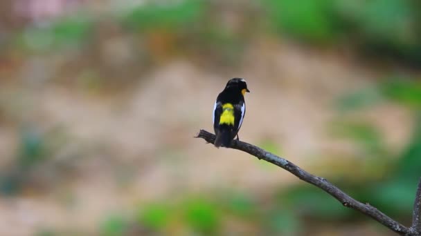 Yellow-rumped flycatcher (Ficedula zanthopygia) in nature — Stock Video