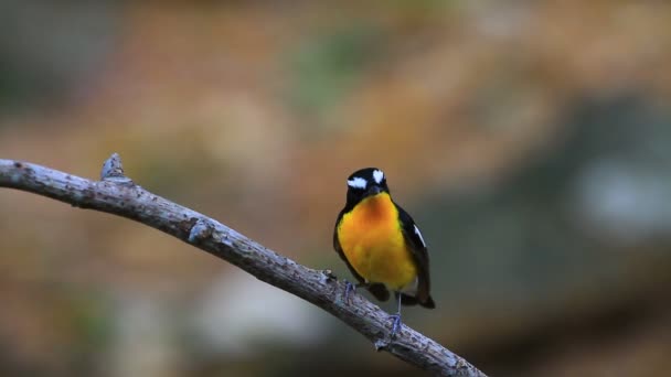 Yellow-rumped flycatcher (Ficedula zanthopygia) in nature — Stock Video