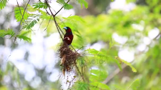 Μαύρο-και-κόκκινο Broadbill κούρνιασμα σε ένα υποκατάστημα — Αρχείο Βίντεο