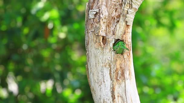 Foto van groen-eared baardvogel — Stockvideo