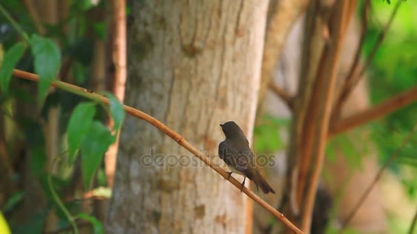 Flycatcher Ferruginoso (Muscicapa ferruginea ) — Vídeo de Stock