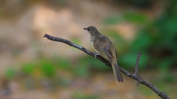 Bulbul de orejas rayadas (Pycnonotus blanfordi) en la naturaleza — Vídeo de stock