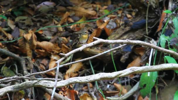 Rotkehlchenschnäpper auf den Ästen — Stockvideo