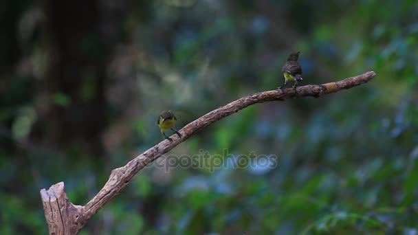 Aves de sol con espalda de olivo, Aves de sol de vientre amarillo — Vídeo de stock