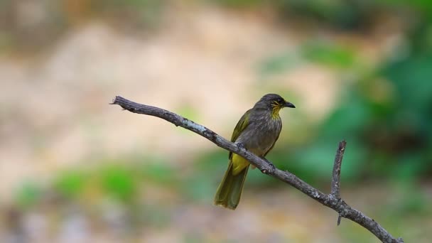Bulbul Bird de garganta rayada, de pie sobre una rama en la naturaleza — Vídeo de stock