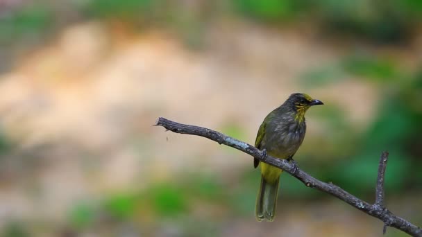 Bulbul oiseau à gorge rayée, debout sur une branche dans la nature — Video