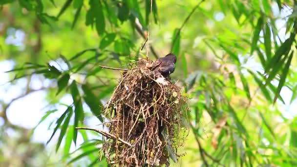 Abeto Broadbill (Corydon sumatranus) ave en la naturaleza — Vídeo de stock