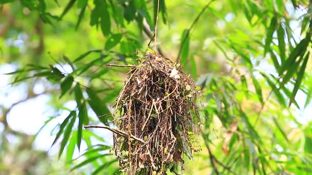 Dusky Broadbill (Corydon sumatranus) pássaro na natureza — Vídeo de Stock
