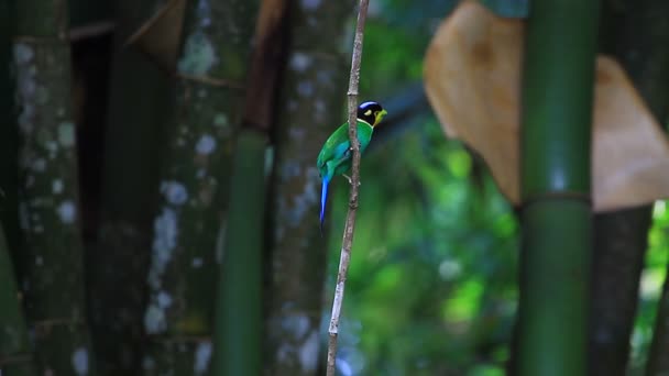 Πολύχρωμο πουλί μακρά ουρά broadbill σε κλαδί δέντρου — Αρχείο Βίντεο