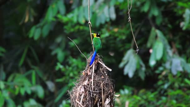 Pájaro colorido cola larga pico ancho en rama de árbol — Vídeo de stock