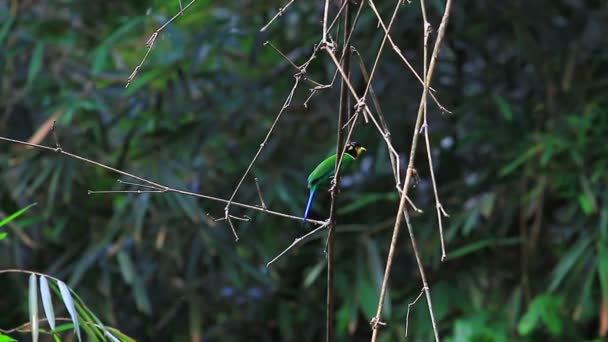 木の枝にカラフルな鳥の長い尾を持つヒロハシ科 — ストック動画