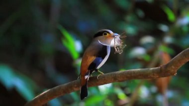 renkli kuş gümüş göğüslü broadbil