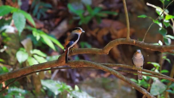 Farbenfroher Vogel silberbrüstig breitbeinig — Stockvideo