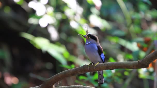 Colorful bird Silver-breasted broadbil — Stock Video