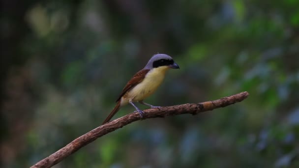 Tijger Shrike in bos — Stockvideo