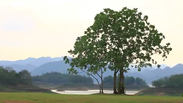 Árbol verde sobre fondo — Vídeo de stock