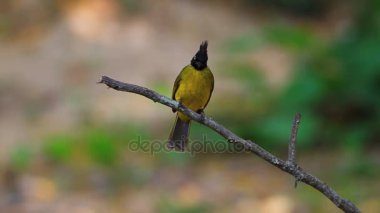 Güzel kuş siyah ince kenarlı Bulbul