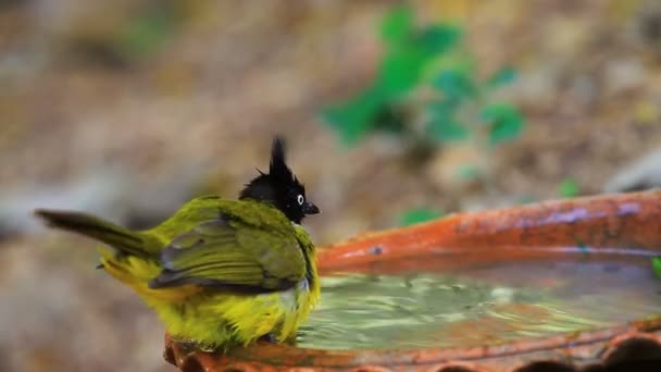 Mooie vogel zwart-crested buulbuuls spelen water in de zomer op warme dagen — Stockvideo