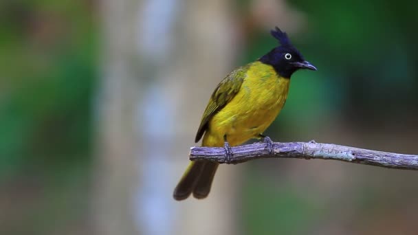 Hermoso pájaro Bulbul de cresta negra — Vídeos de Stock