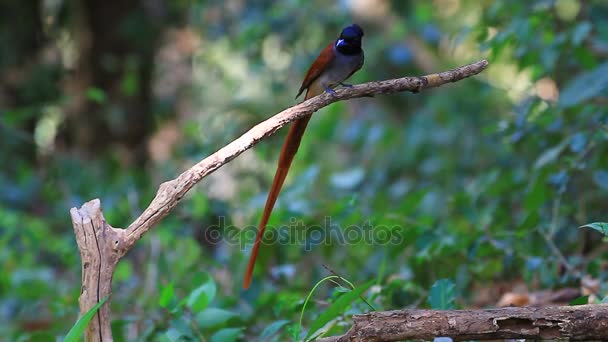 Ασιατικές παράδεισος flycatcher κούρνιασμα σε ένα υποκατάστημα — Αρχείο Βίντεο