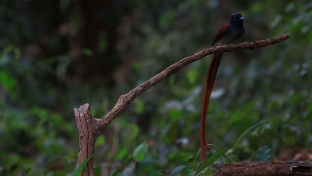 Asiático paraíso flycatcher posado en un rama — Vídeos de Stock