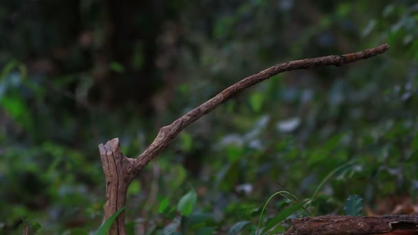 Asiático paraíso flycatcher posado en un rama — Vídeo de stock