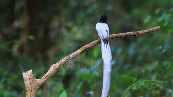 Asiático paraíso flycatcher posado en un rama — Vídeo de stock