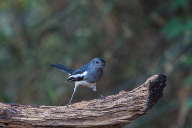 oryantal magpie robin kuş
