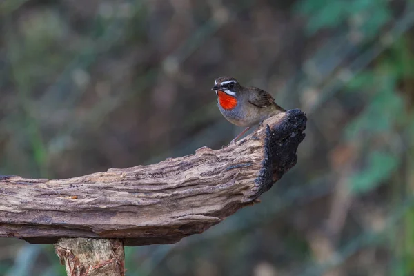 Bonito da Sibéria Rubythroat Bird — Fotografia de Stock