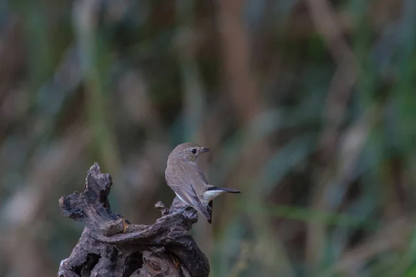 Flycatcher de garganta vermelha nos ramos — Fotografia de Stock