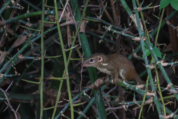 Північна treeshrew (Tupaia belangeri) — стокове фото