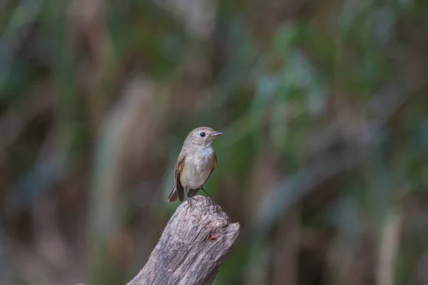 Flycatcher de garganta vermelha nos ramos — Fotografia de Stock