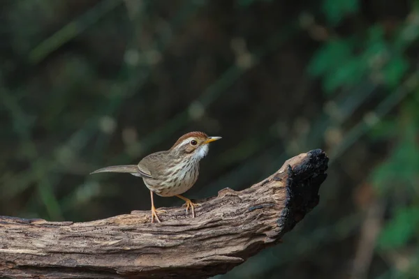 Hermoso pájaro de garganta hinchada Babbler en la naturaleza —  Fotos de Stock