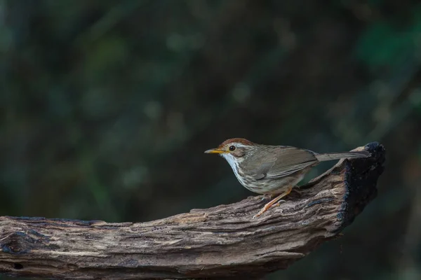 Piękny ptak Puff-throated gaduła w naturze — Zdjęcie stockowe