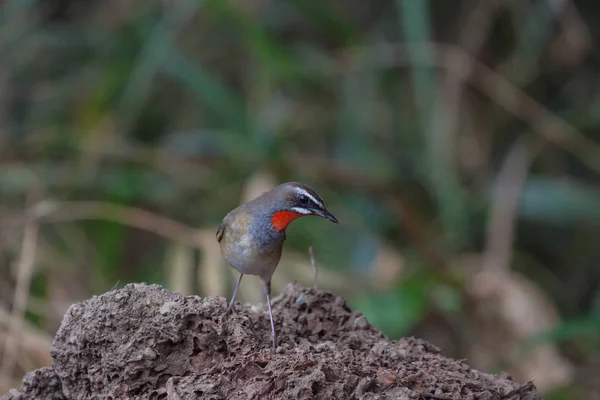 Indah dari Siberia Rubythroat Bird — Stok Foto