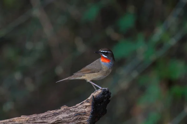 Bonito da Sibéria Rubythroat Bird — Fotografia de Stock