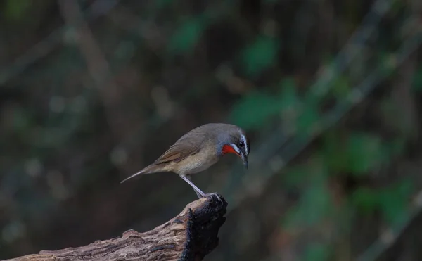 Piękny ptak rubinowy syberyjski — Zdjęcie stockowe