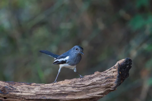 Oriental urraca Robin pájaro — Foto de Stock