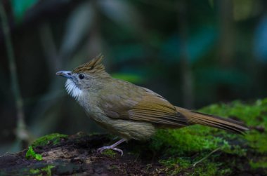 Ochraceous bülbül kuşu (Alophoixus ochraceus)