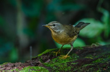 Kaşlı ardıç kuşu (Turdus gizler)