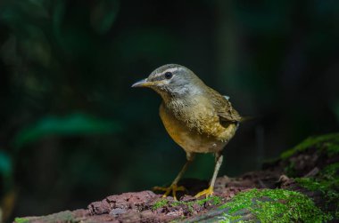Kaşlı ardıç kuşu (Turdus gizler)