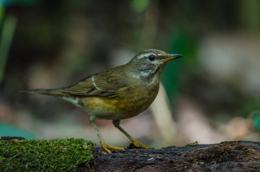 Kaşlı ardıç kuşu (Turdus gizler)