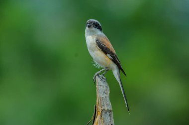 Bay sırtlı örümcek kuşu bir dalda tıraşlama kuş