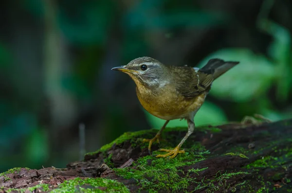 Eyebrowed Thrush Bird (Turdus obscures) — Stock Photo, Image