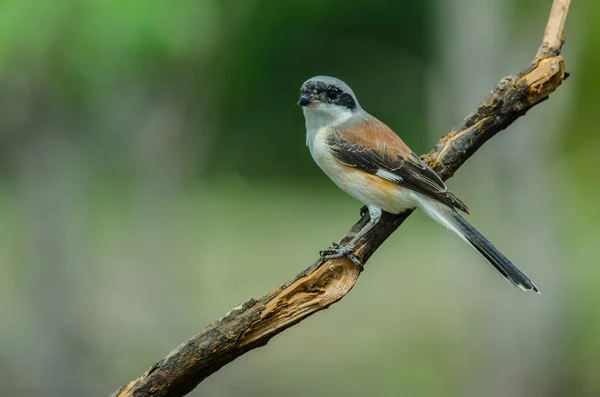 Pie-grièche à dos blanc Perchoir à oiseaux sur une branche — Photo