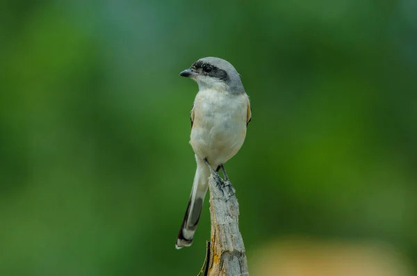 Shrike Bird apoiado pela baía empoleirado em um ramo — Fotografia de Stock