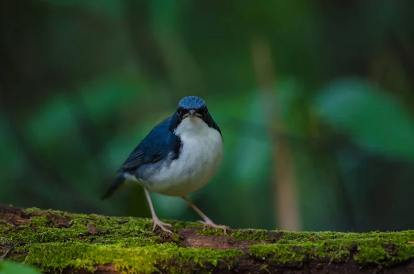 Сибирская синяя малиновка (Luscinia cyane ) — стоковое фото