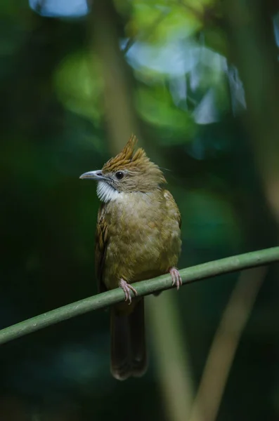 Hegyi bülbül-madár (Alophoixus ochraceus) — Stock Fotó