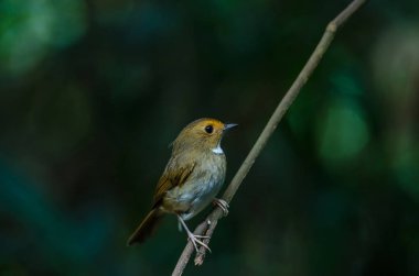 Rufous-browed Flycatcher perch on branch clipart